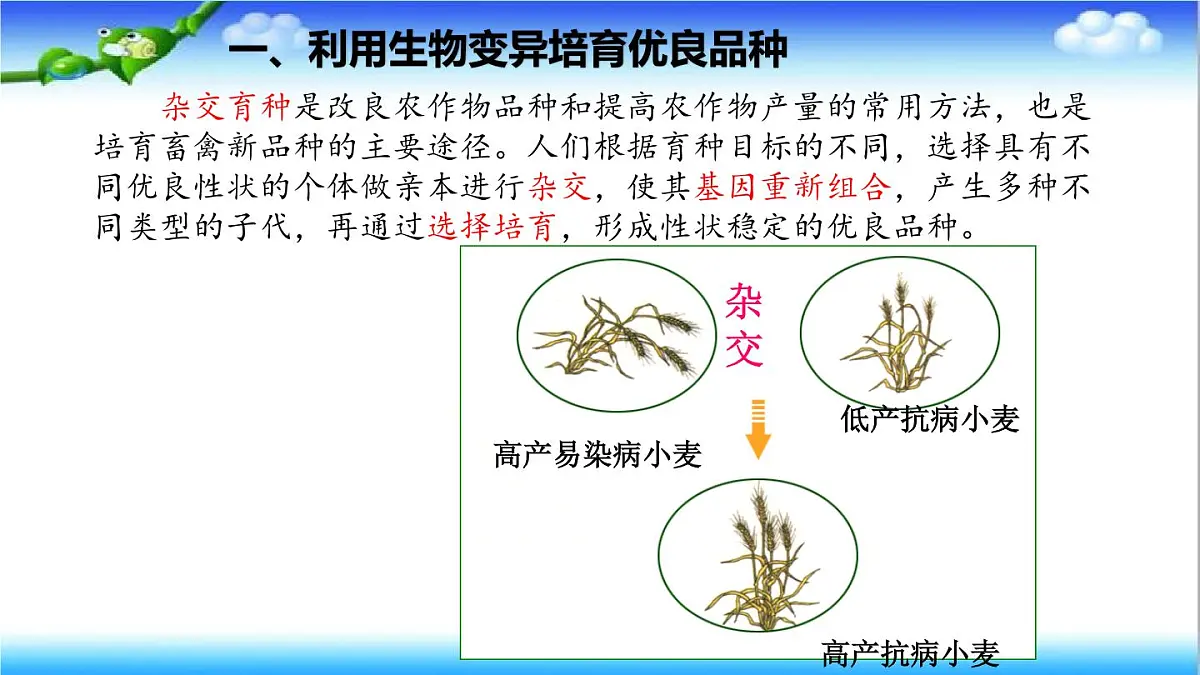 4.3.5 生物育种技术促进农业发展 - 初中生物七年级下册 同步教学课件（济南版2024）第4页