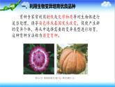 4.3.5 生物育種技術促進農業(yè)發(fā)展 - 初中生物七年級下冊 同步教學課件（濟南版2024）
