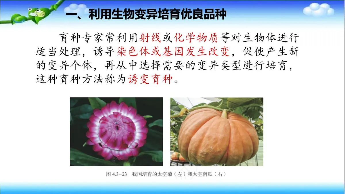 4.3.5 生物育种技术促进农业发展 - 初中生物七年级下册 同步教学课件（济南版2024）第5页