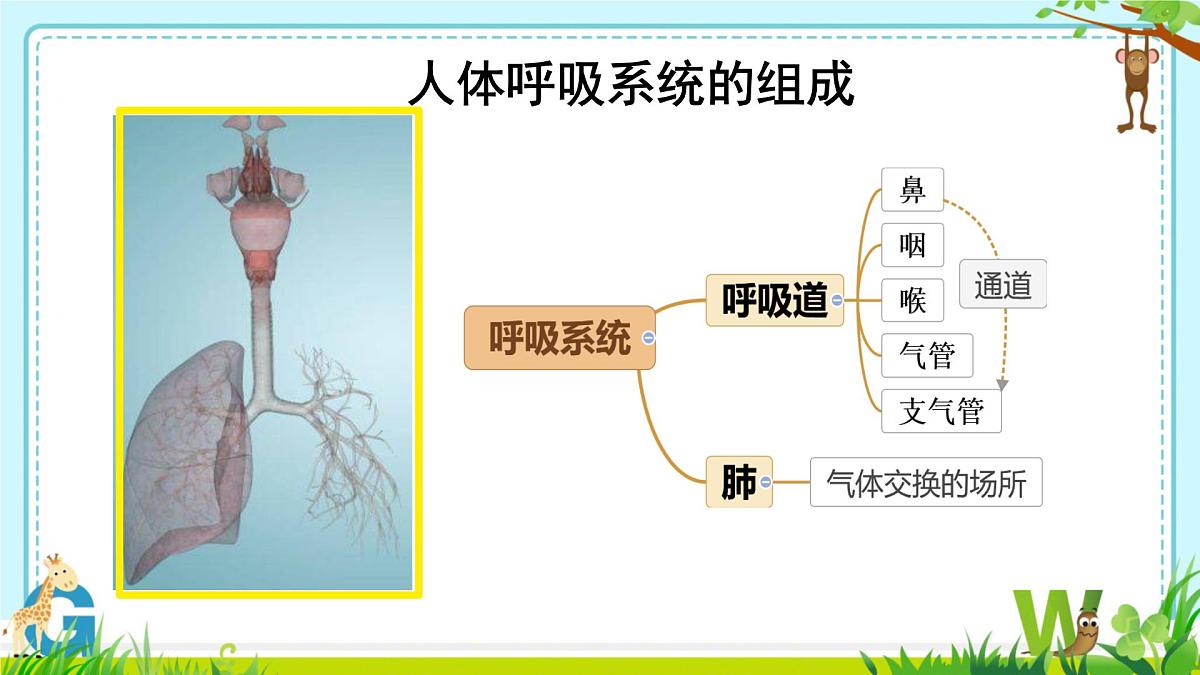 4.3.1 呼吸道对空气的处理 课件-2024--2025学年人教版生物七年级下册第7页