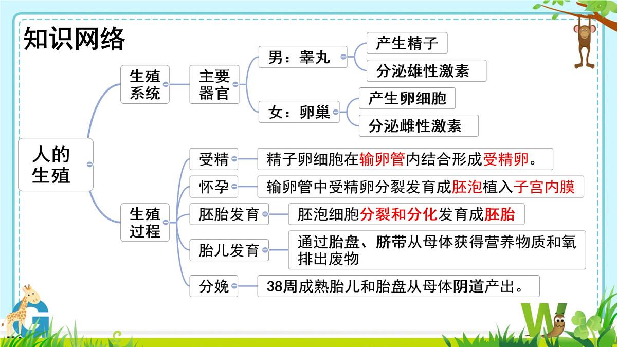 4.1.2 青春期  课件-2024--2025学年人教版生物七年级下册第2页