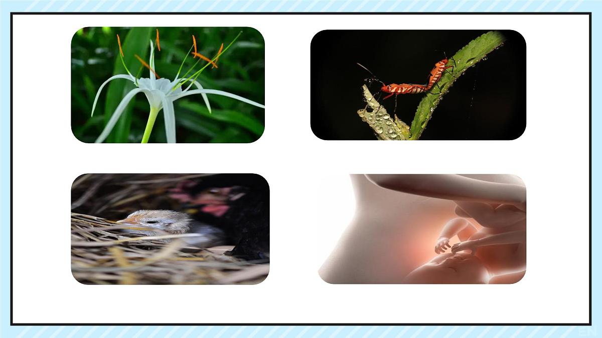 4.1.1 人的生殖 课件-2024--2025学年人教版生物七年级下册第1页