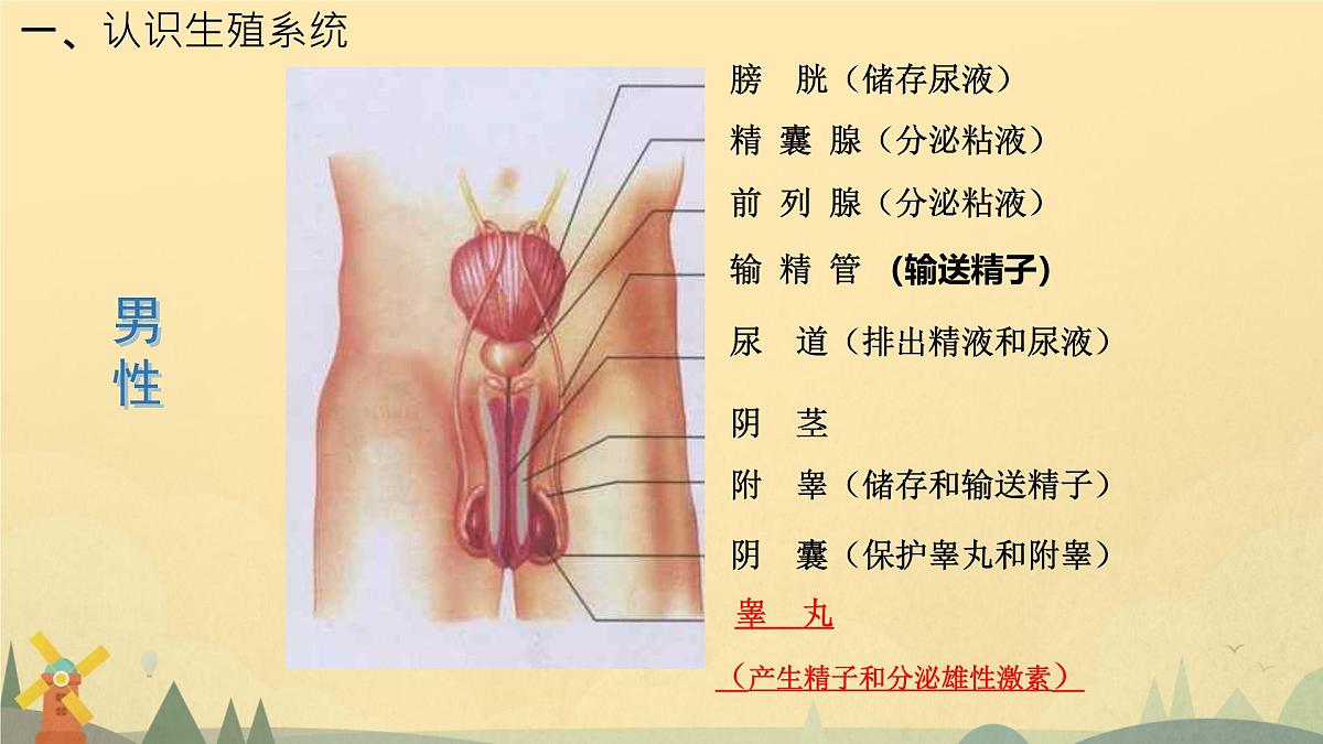 4.1.1 人的生殖 课件-2024--2025学年人教版生物七年级下册第2页