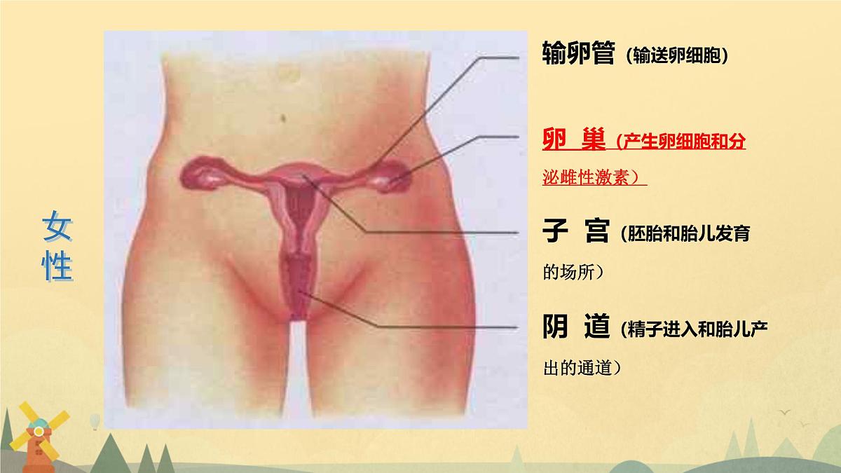 4.1.1 人的生殖 课件-2024--2025学年人教版生物七年级下册第4页