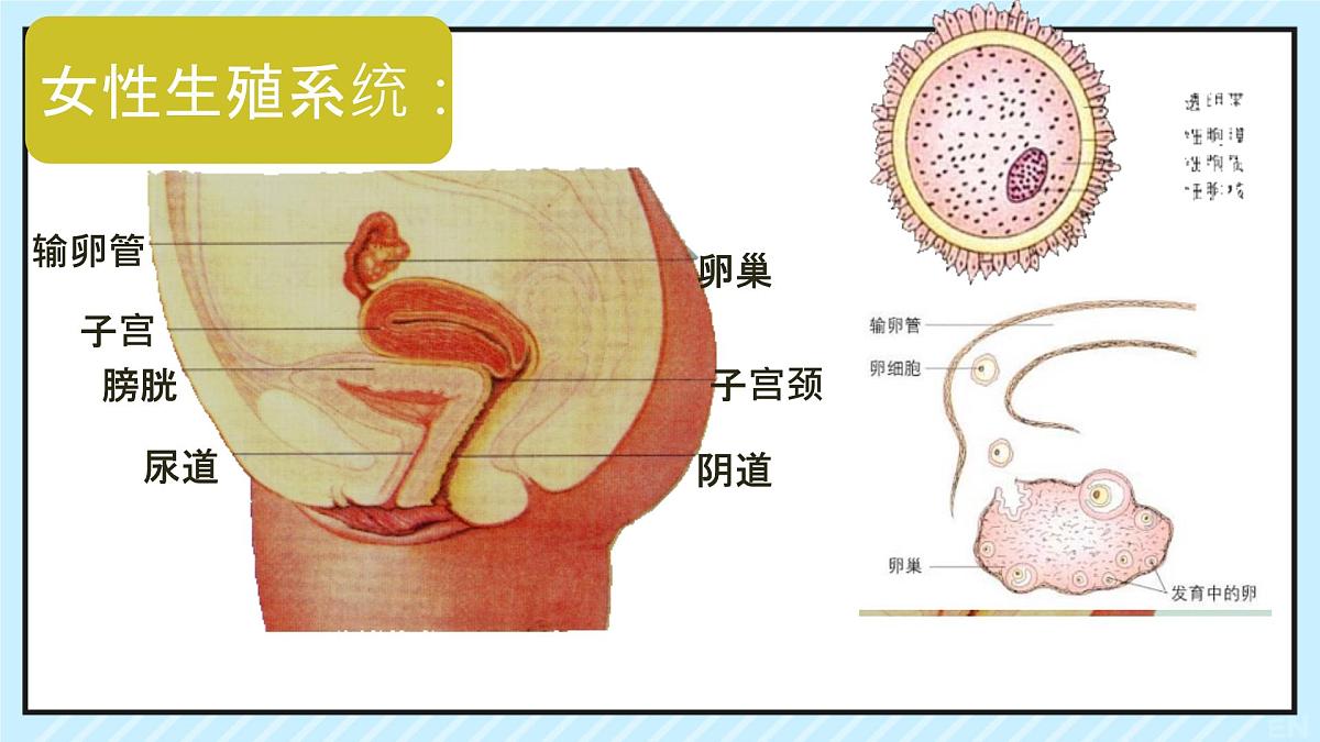 4.1.1 人的生殖 课件-2024--2025学年人教版生物七年级下册第5页