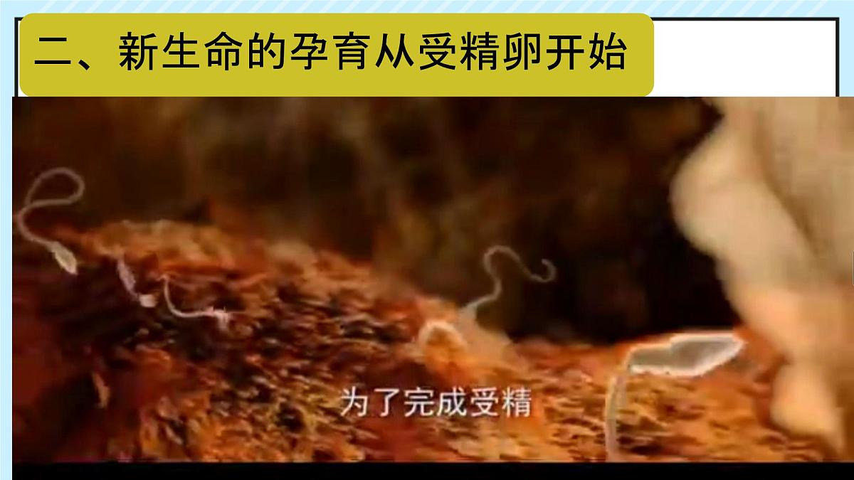 4.1.1 人的生殖 课件-2024--2025学年人教版生物七年级下册第6页