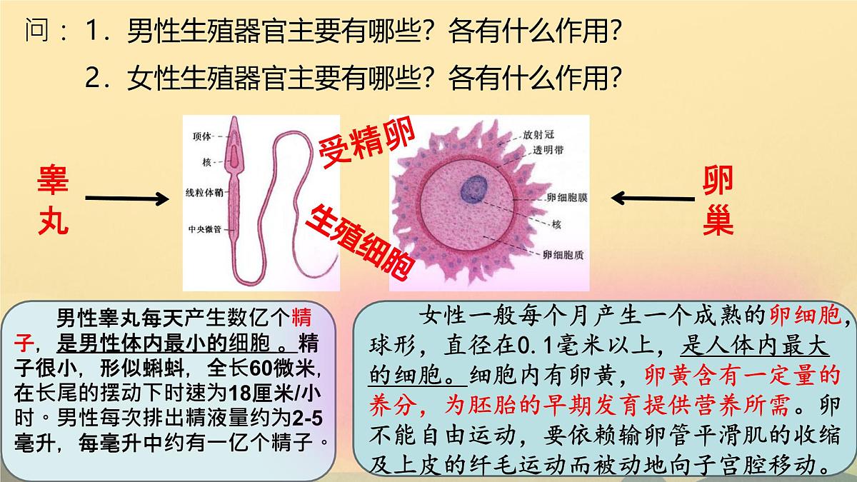 4.1.1 人的生殖 课件-2024--2025学年人教版生物七年级下册第7页