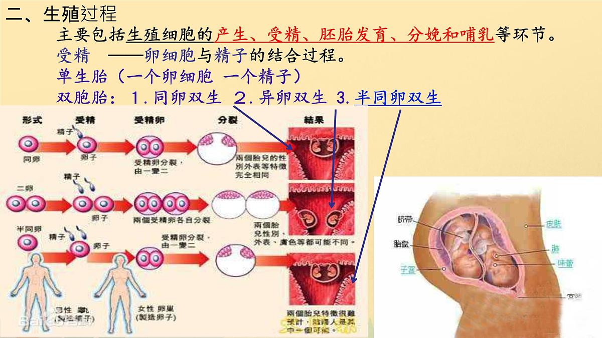 4.1.1 人的生殖 课件-2024--2025学年人教版生物七年级下册第8页