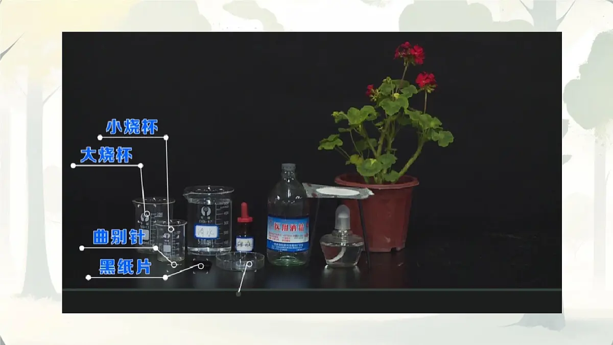 3.2.2 光合作用 课件-2024-2025学年人教版生物七年级下册第6页