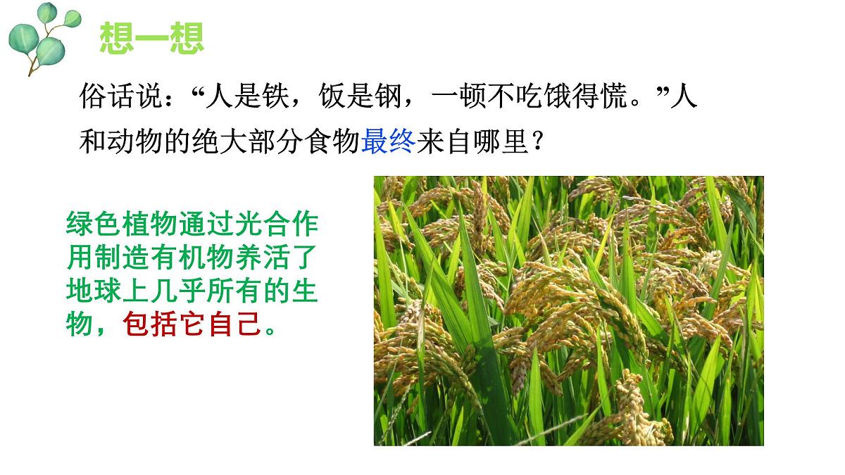 3.2.2 光合作用 课件-2024-2025学年人教版生物七年级下册第3页