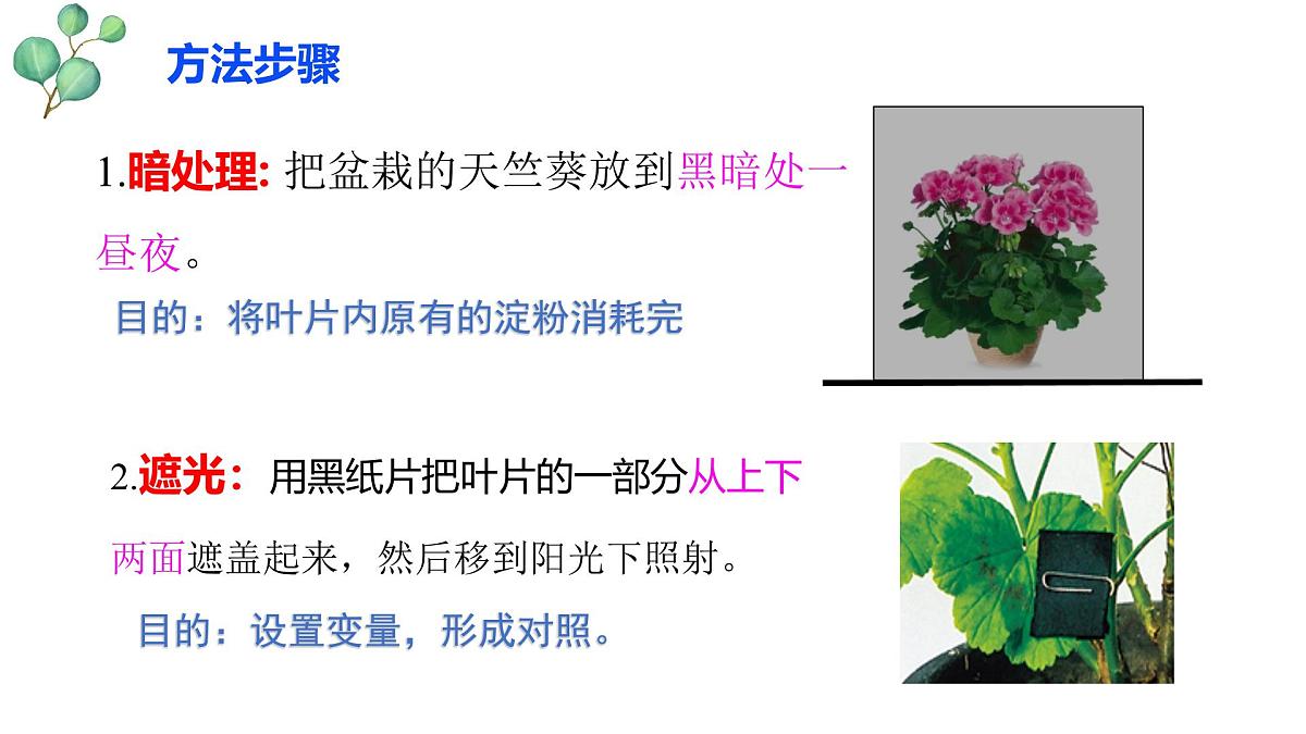 3.2.2 光合作用 课件-2024-2025学年人教版生物七年级下册第8页