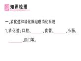 初中生物新北師大版七年級下冊第4單元第6章第2節(jié)第1課時 消化系統(tǒng)的組成食物在口腔內的消化作業(yè)課件2025春