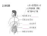 初中生物新北師大版七年級下冊第4單元第6章第2節(jié)第1課時 消化系統(tǒng)的組成食物在口腔內的消化作業(yè)課件2025春