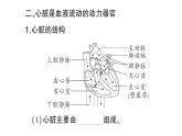 初中生物新北師大版七年級下冊第4單元第7章第2節(jié)第1課時 血管和心臟作業(yè)課件2025春