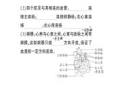 初中生物新北師大版七年級下冊第4單元第7章第2節(jié)第1課時 血管和心臟作業(yè)課件2025春