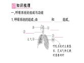 初中生物新北師大版七年級(jí)下冊(cè)第4單元第8章 第2節(jié)第1課時(shí) 呼吸系統(tǒng)的組成與功能呼吸運(yùn)動(dòng)作業(yè)課件2025春