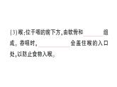 初中生物新北師大版七年級(jí)下冊(cè)第4單元第8章 第2節(jié)第1課時(shí) 呼吸系統(tǒng)的組成與功能呼吸運(yùn)動(dòng)作業(yè)課件2025春