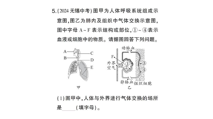 初中生物新北师大版七年级下册第4单元第8章 第2节第2课时 人体内的气体交换作业课件2025春第8页