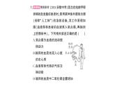 初中生物新北師大版七年級(jí)下冊(cè)第四單元第九章微專題二人體部分生理活動(dòng)綜合作業(yè)課件2025春