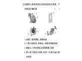 初中生物新北師大版七年級(jí)下冊(cè)第四單元第九章微專題二人體部分生理活動(dòng)綜合作業(yè)課件2025春