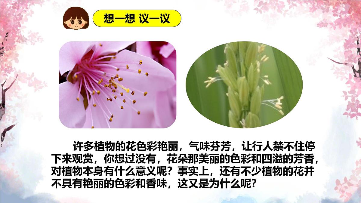 3.1.3 开花和结果 课件-2024-2025学年人教版生物七年级下册第3页