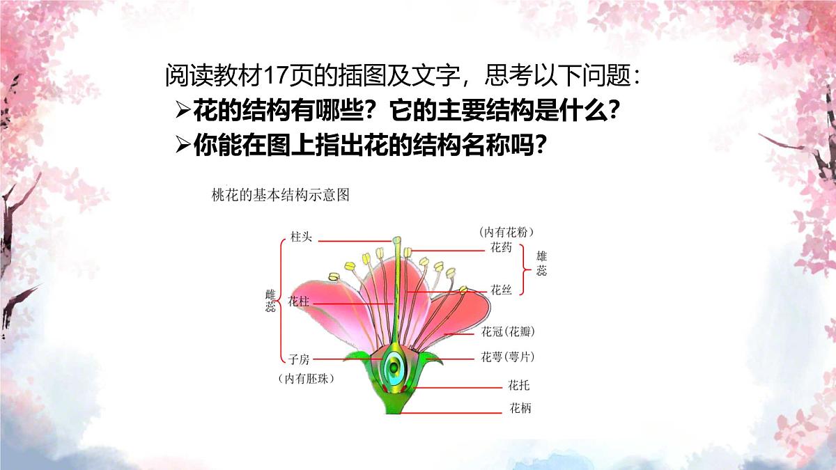 3.1.3 开花和结果 课件-2024-2025学年人教版生物七年级下册第5页