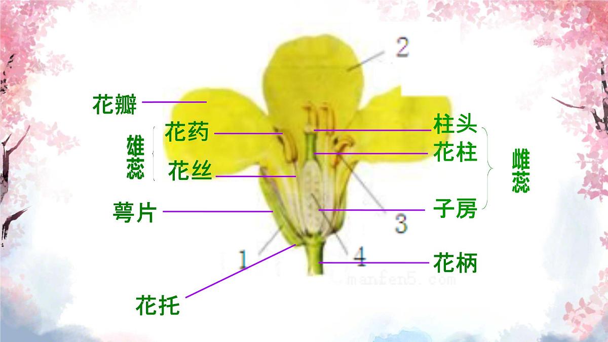 3.1.3 开花和结果 课件-2024-2025学年人教版生物七年级下册第6页