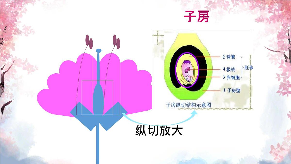 3.1.3 开花和结果 课件-2024-2025学年人教版生物七年级下册第7页