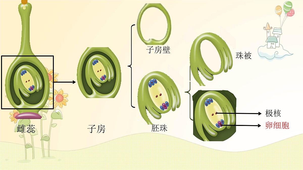 3.1.3 开花和结果 课件-2024-2025学年人教版生物七年级下册第8页
