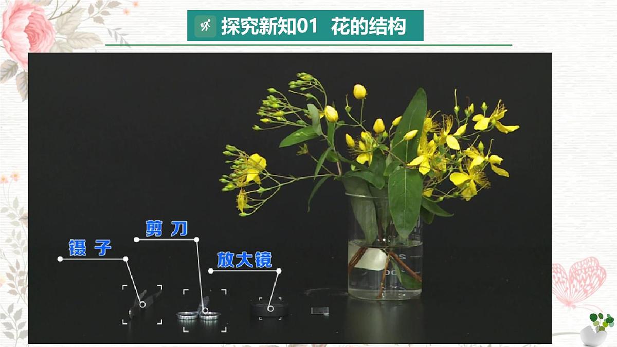 3.1.3 开花和结果 课件-2024-2025学年人教版生物七年级下册第3页