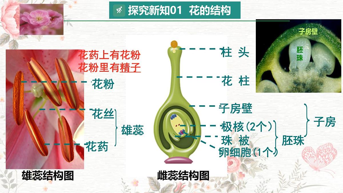 3.1.3 开花和结果 课件-2024-2025学年人教版生物七年级下册第6页
