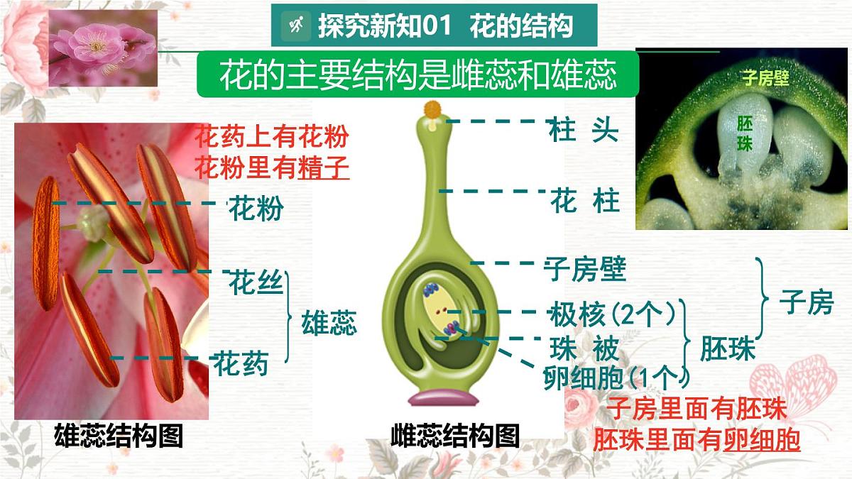 3.1.3 开花和结果 课件-2024-2025学年人教版生物七年级下册第7页