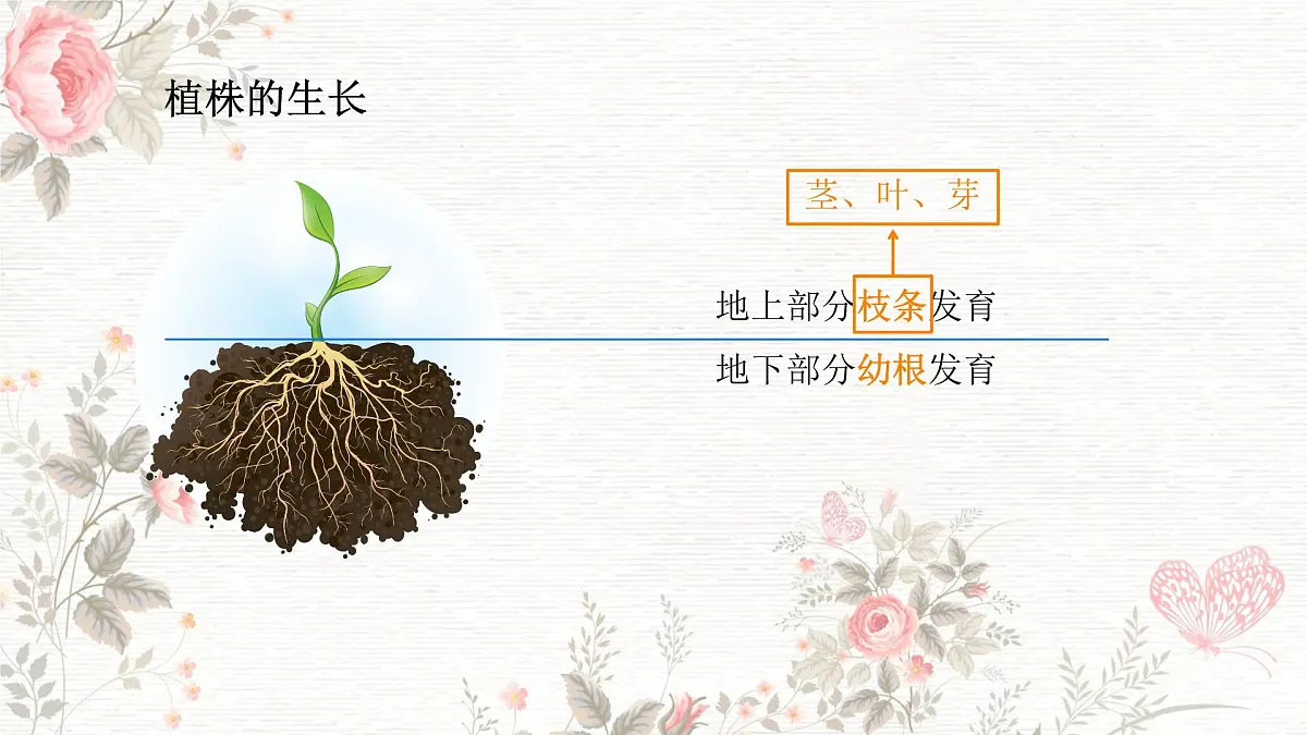 3.1.2 植株的生长 课件-2024-2025学年人教版生物七年级下册第3页