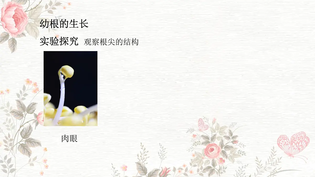 3.1.2 植株的生长 课件-2024-2025学年人教版生物七年级下册第4页