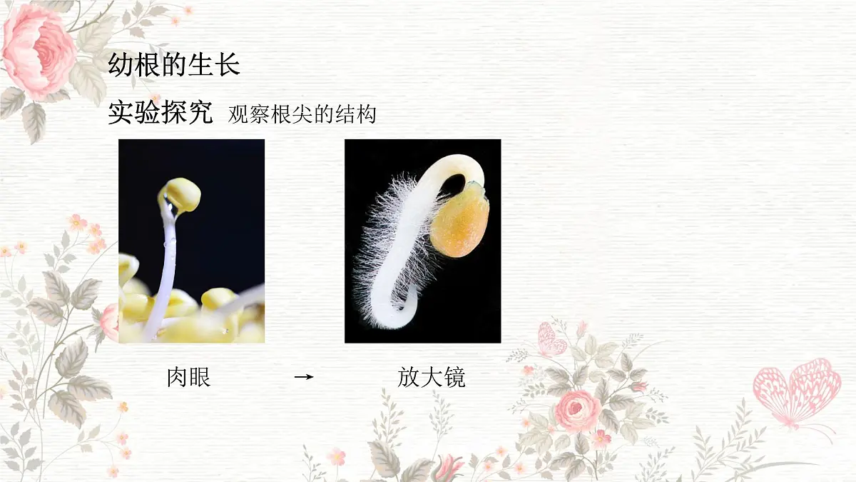 3.1.2 植株的生长 课件-2024-2025学年人教版生物七年级下册第5页
