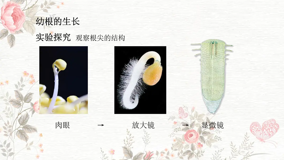 3.1.2 植株的生长 课件-2024-2025学年人教版生物七年级下册第6页