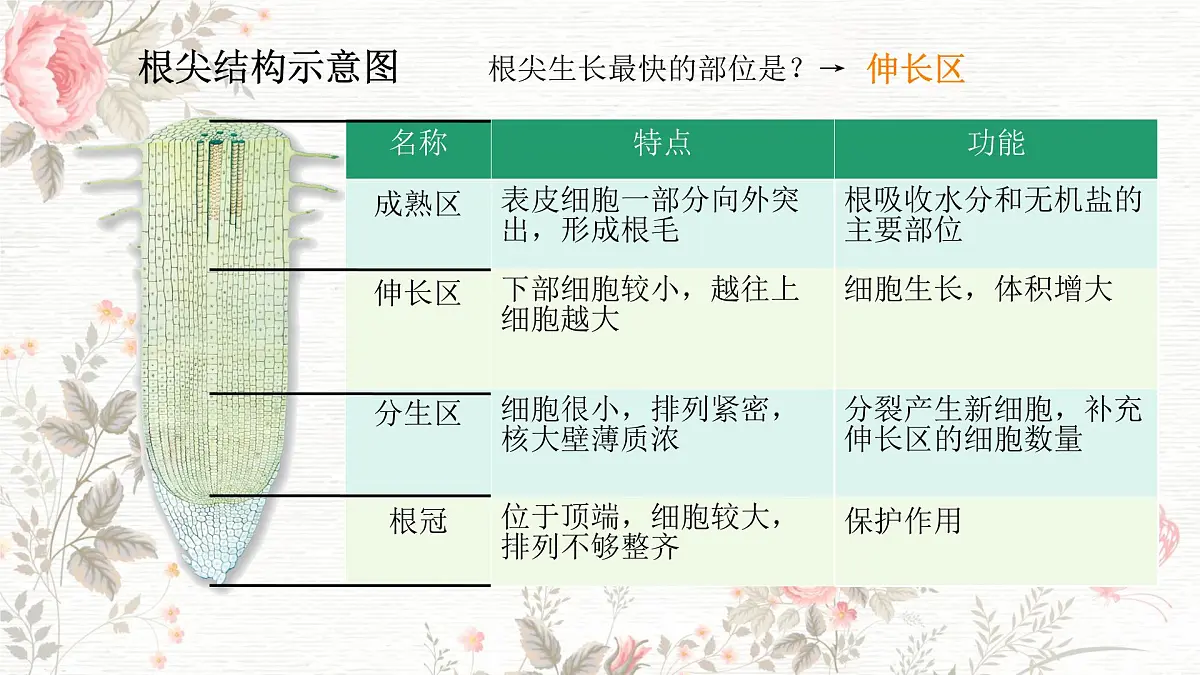 3.1.2 植株的生长 课件-2024-2025学年人教版生物七年级下册第7页