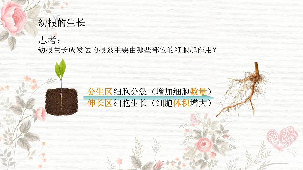 3.1.2 植株的生长 课件-2024-2025学年人教版生物七年级下册第8页