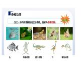 蘇科版生物七年級下冊-第八章 第1節(jié) 無脊椎動物PPT課件