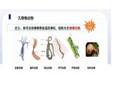 蘇科版生物七年級下冊-第八章 第1節(jié) 無脊椎動物PPT課件