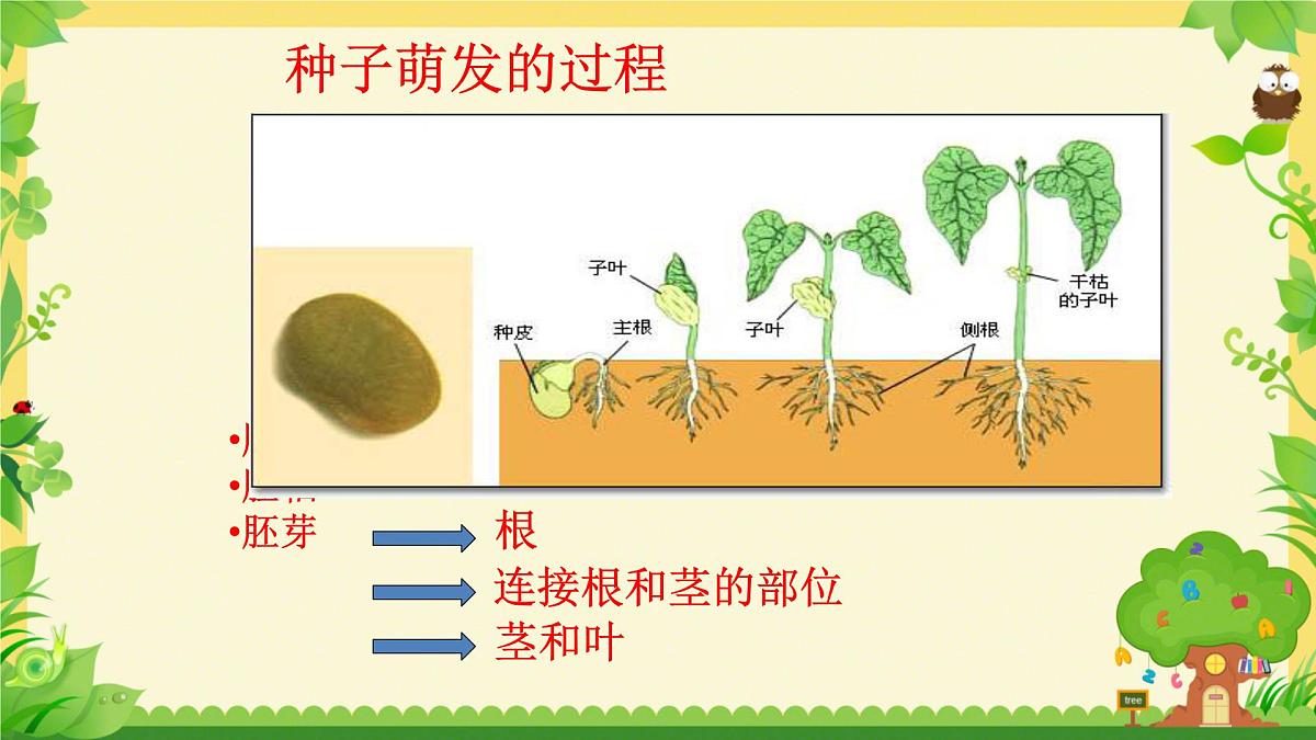 3.1.2 植株的生长 课件-2024-2025学年人教版生物七年级下册第1页