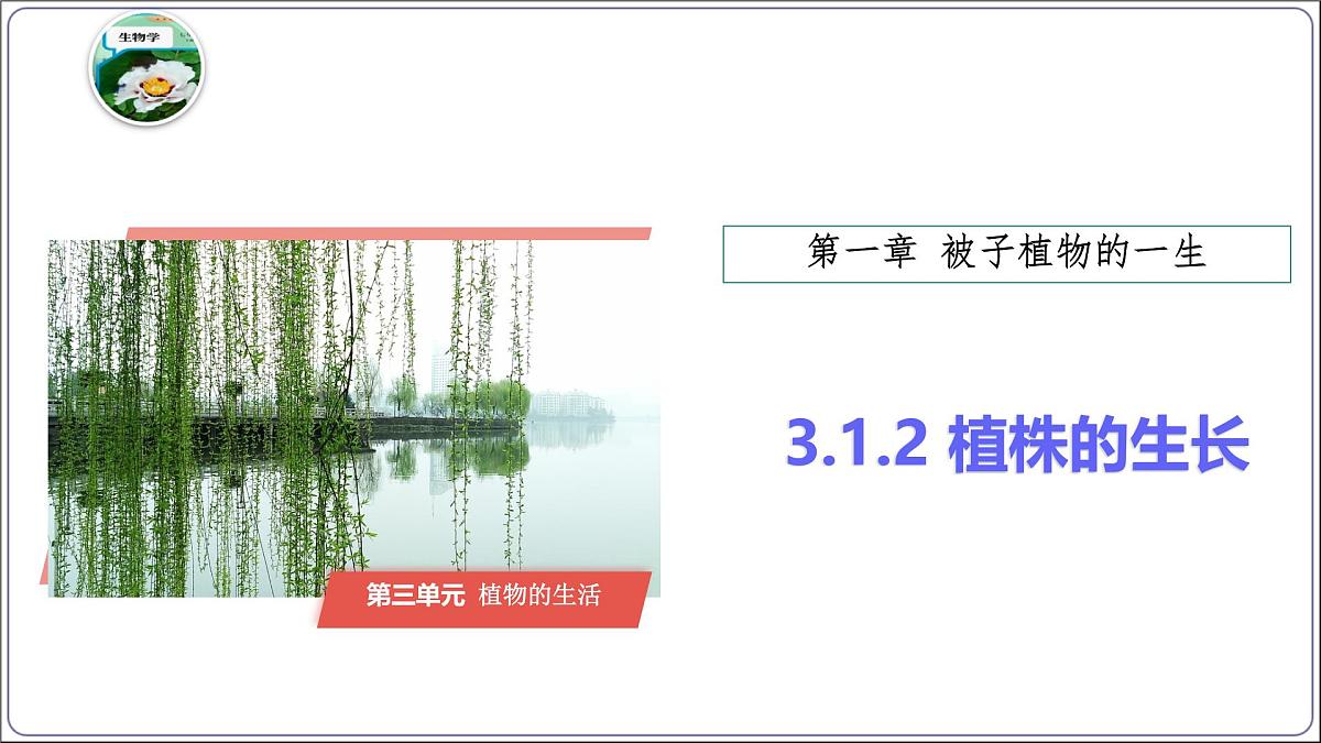 3.1.2 植株的生长 课件-2024-2025学年人教版生物七年级下册第2页