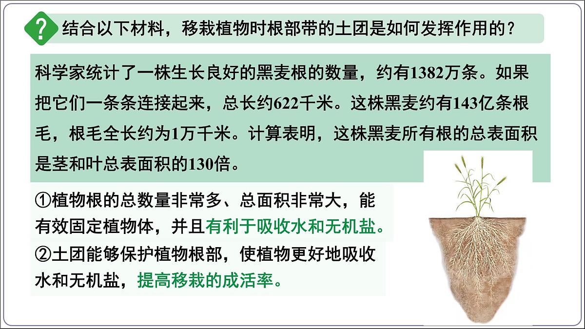 3.1.2 植株的生长 课件-2024-2025学年人教版生物七年级下册第4页