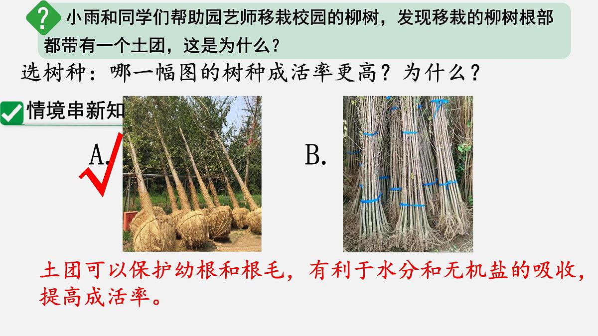 3.1.2 植株的生长 课件-2024-2025学年人教版生物七年级下册第5页