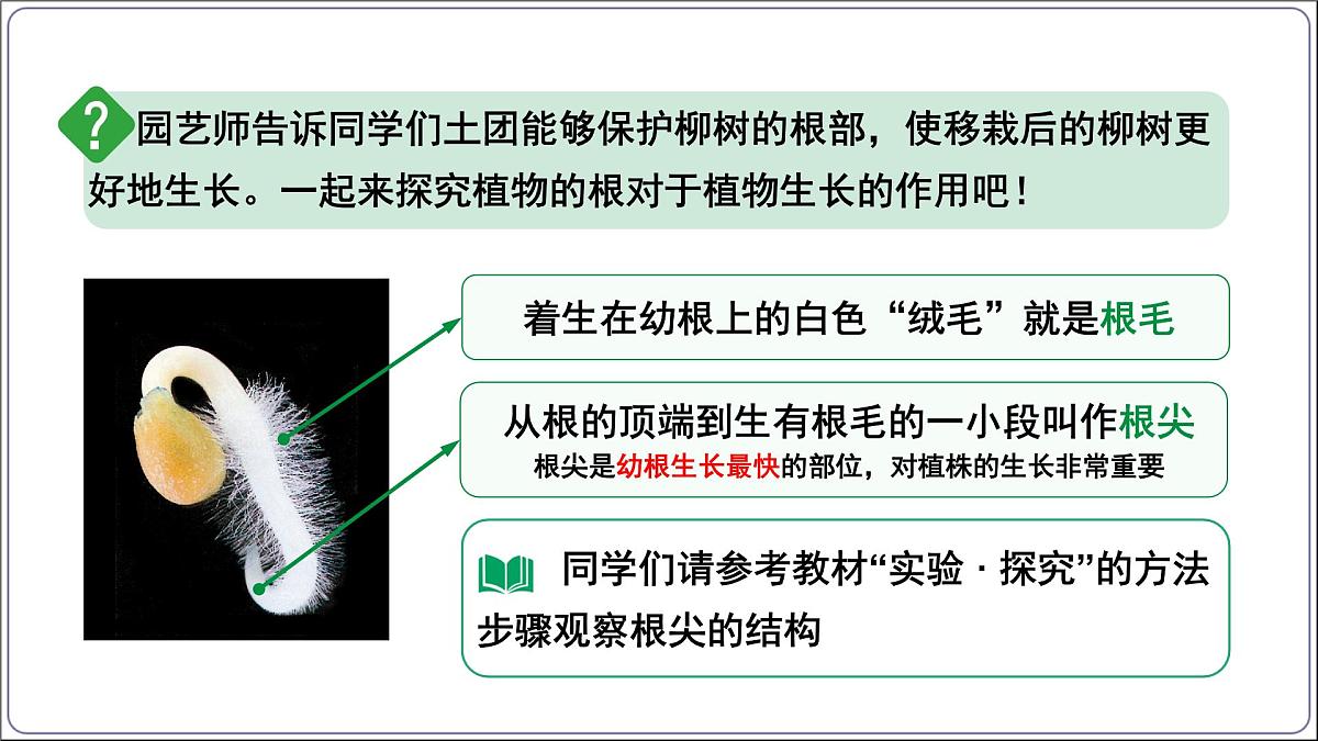 3.1.2 植株的生长 课件-2024-2025学年人教版生物七年级下册第6页