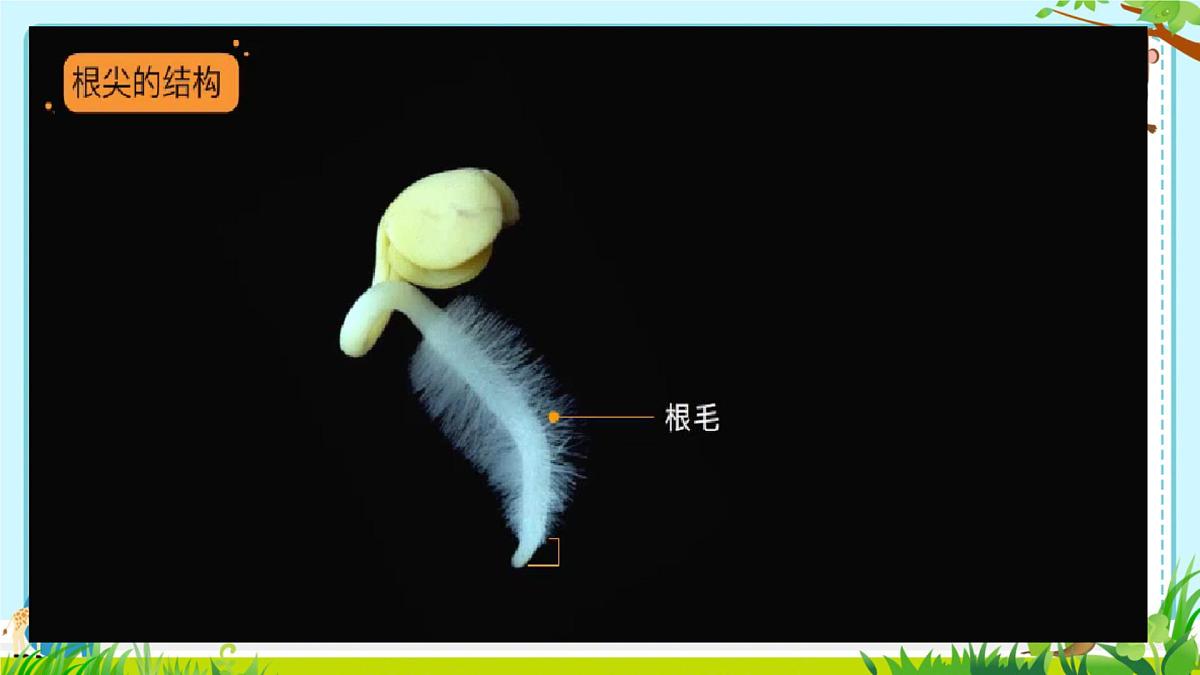 3.1.2 植株的生长 课件-2024-2025学年人教版生物七年级下册第7页