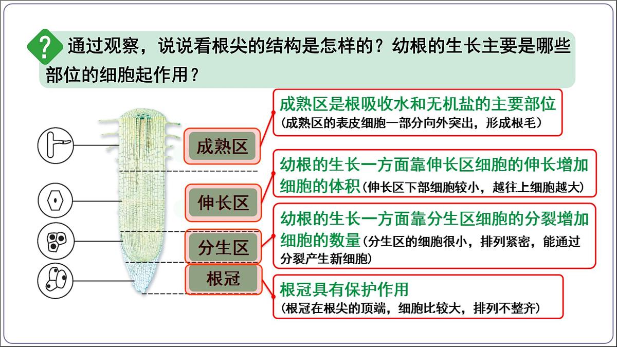 3.1.2 植株的生长 课件-2024-2025学年人教版生物七年级下册第8页
