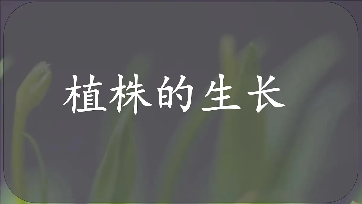 3.1.2 植株的生长 课件-2024-2025学年人教版生物七年级下册第1页