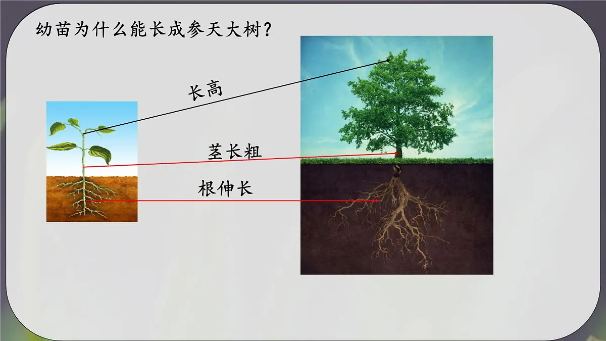 3.1.2 植株的生长 课件-2024-2025学年人教版生物七年级下册第2页