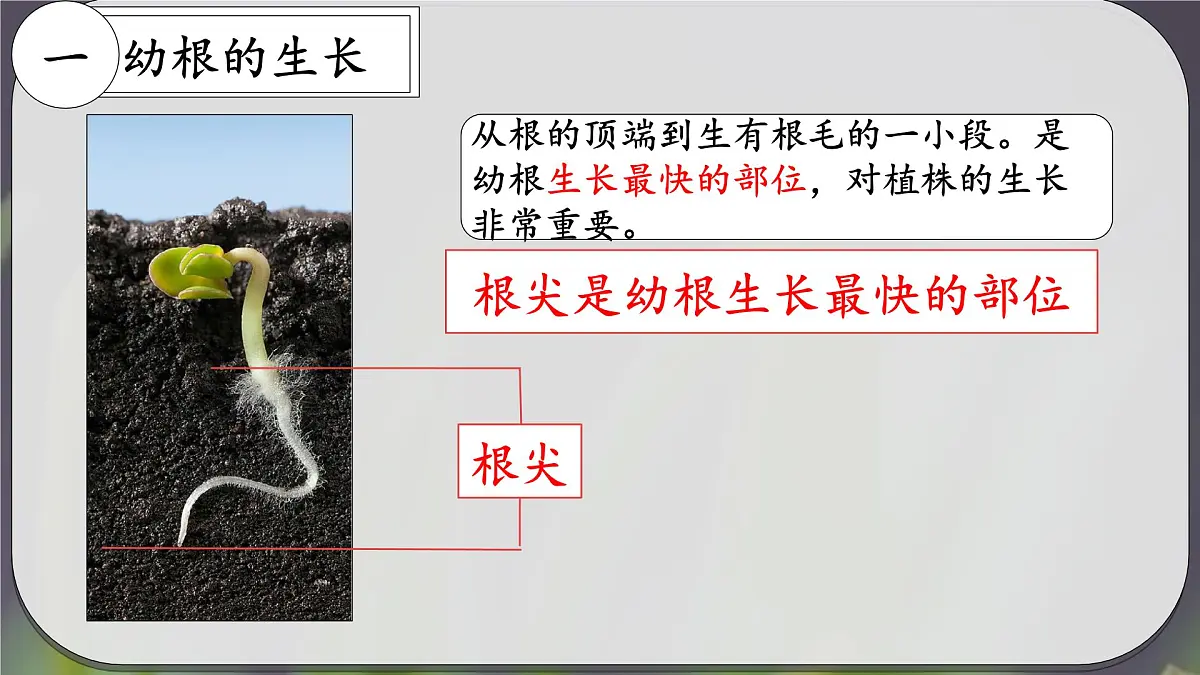 3.1.2 植株的生长 课件-2024-2025学年人教版生物七年级下册第3页